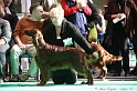 Crufts2011 794